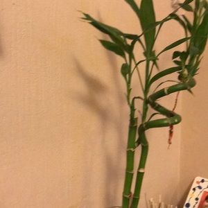 Meet your Posher, Azucena